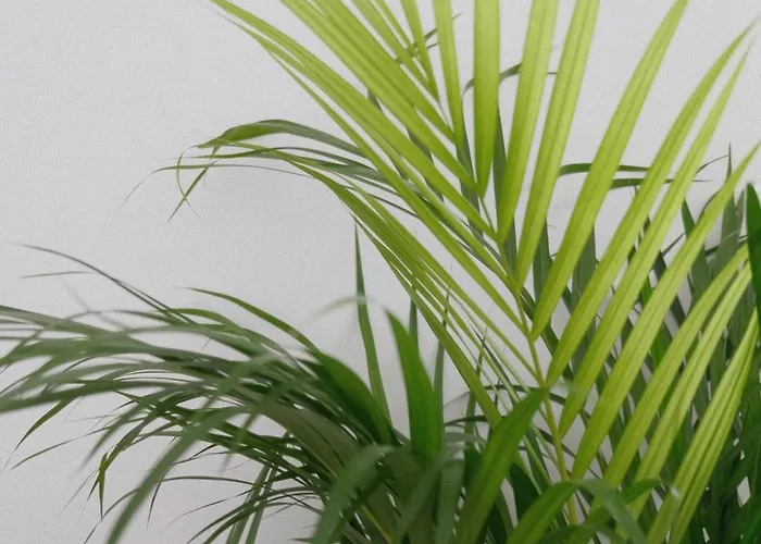 Algarve Windmill, And Pool 2000m To The * Figueira